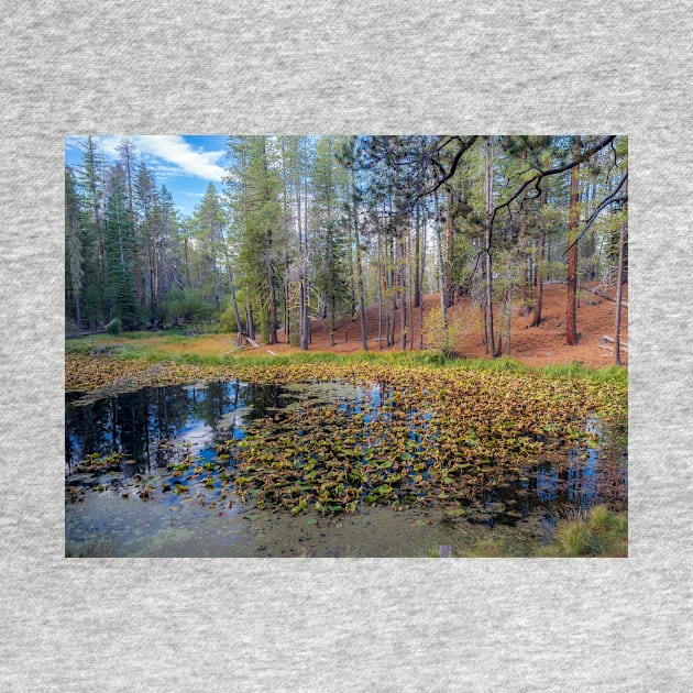 Lily Pond by algill